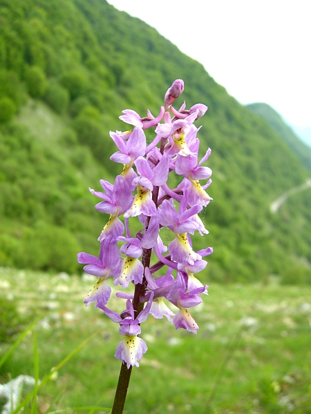 Orchis colemanii - variazioni cromatiche